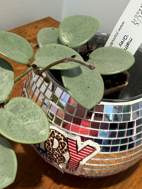 A-195 mathilde ‘Grey Fairy’