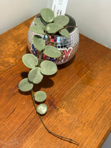 A-195 mathilde ‘Grey Fairy’