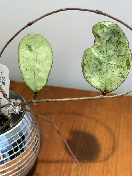 A-170 Hoya ‘Snowman’