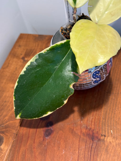 A-165 Hoya Ilagorium (albomarginata)