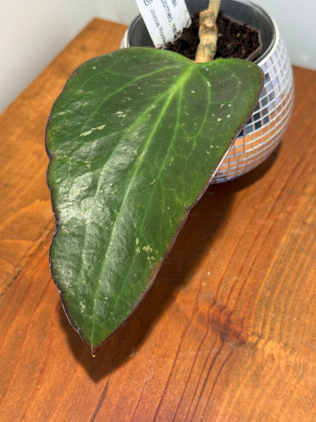 B-621 Potsii (Borneo, red)