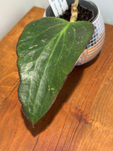 B-621 Potsii (Borneo, red)