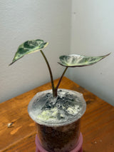 Alocasia De Beers Blue Pink