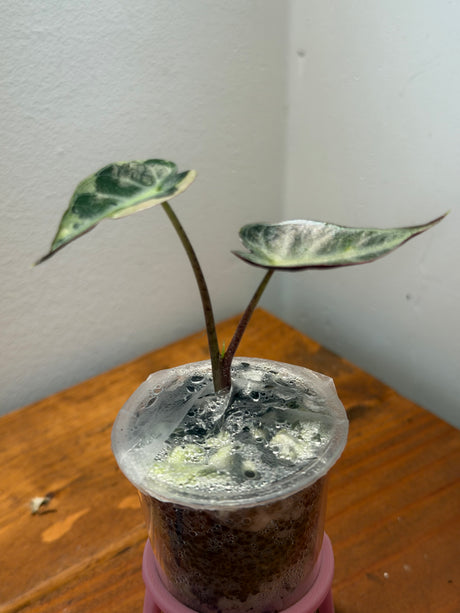 Alocasia De Beers Blue Pink