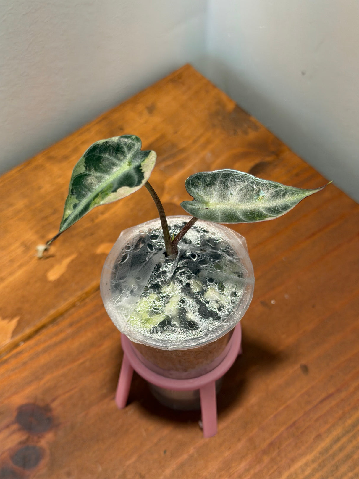 Alocasia De Beers Blue Pink