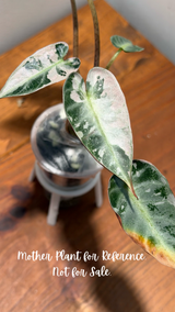 Alocasia De Beers Blue Pink