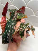 C-328 begonia pink maculata ￼