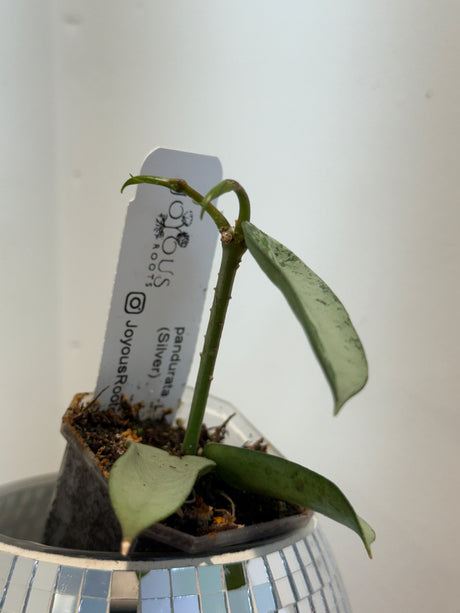 A-844 pandurata (Silver)