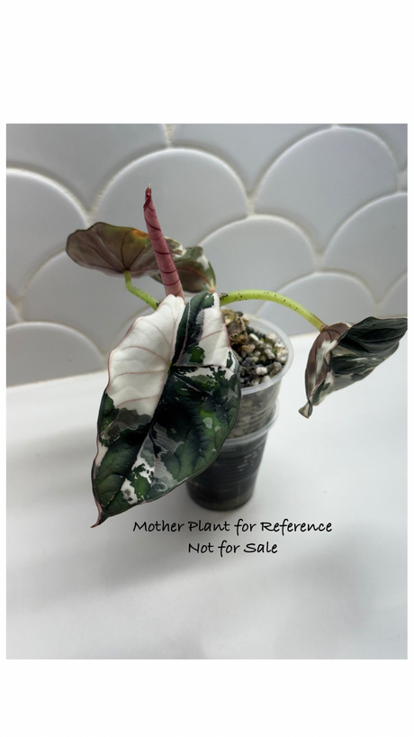 Alocasia Nebula pink