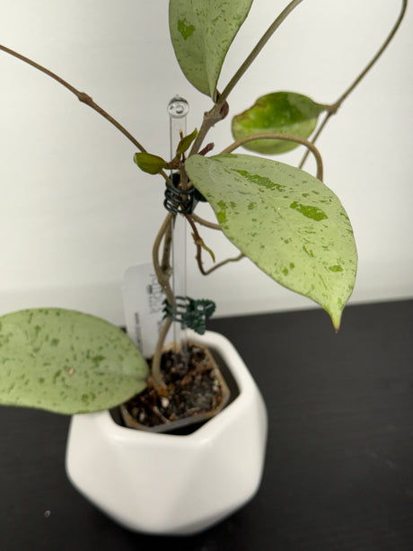 A-171 Hoya ‘Snowman’