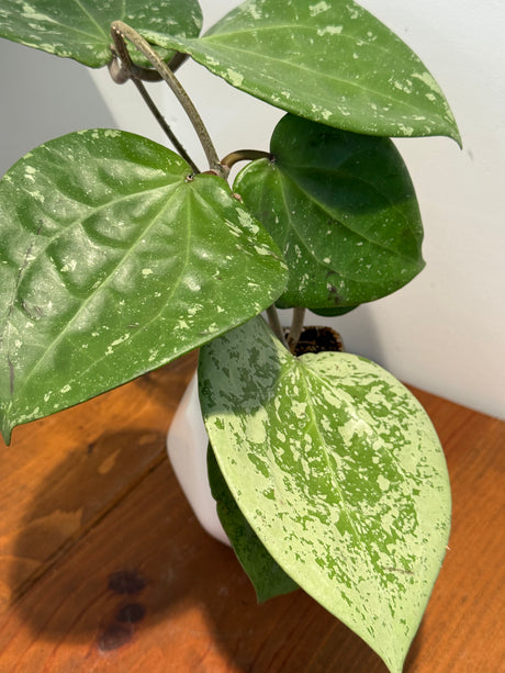 A-186 Hoya glabra (super splash)