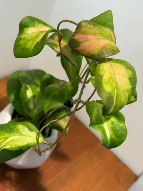 A-168 Hoya mindorensis ‘Purple Star’