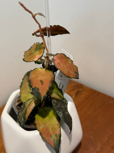 A-174 caudata (variegated)