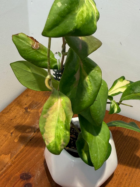 A-48 Hoya mindorensis ‘Purple Star’