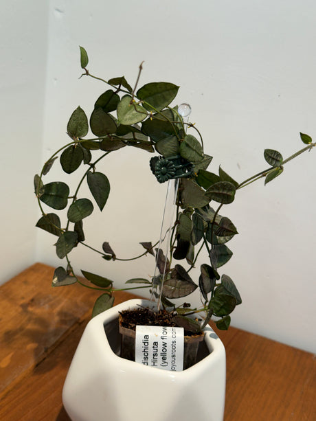 A-499 dischidia Hirsuta (yellow flowers)