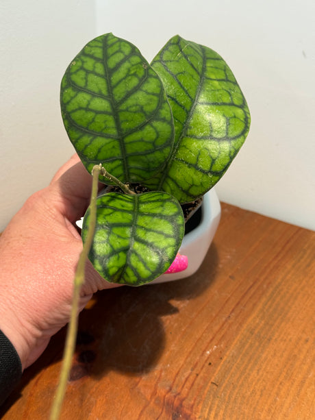 A-352 Callistophylla ‘Obsidian’