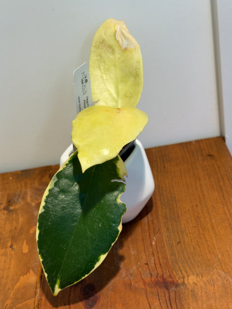 A-165 Hoya Ilagorium (albomarginata)