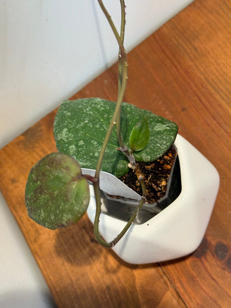 B-424 imbricata x purpureofusca