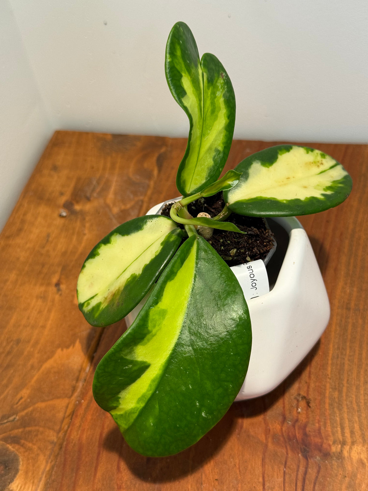 B-629 diversifolia ‘Maharani’