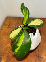 B-629 diversifolia ‘Maharani’