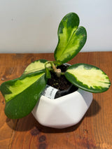 B-629 diversifolia ‘Maharani’