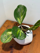 B-627 obovata (variegated)