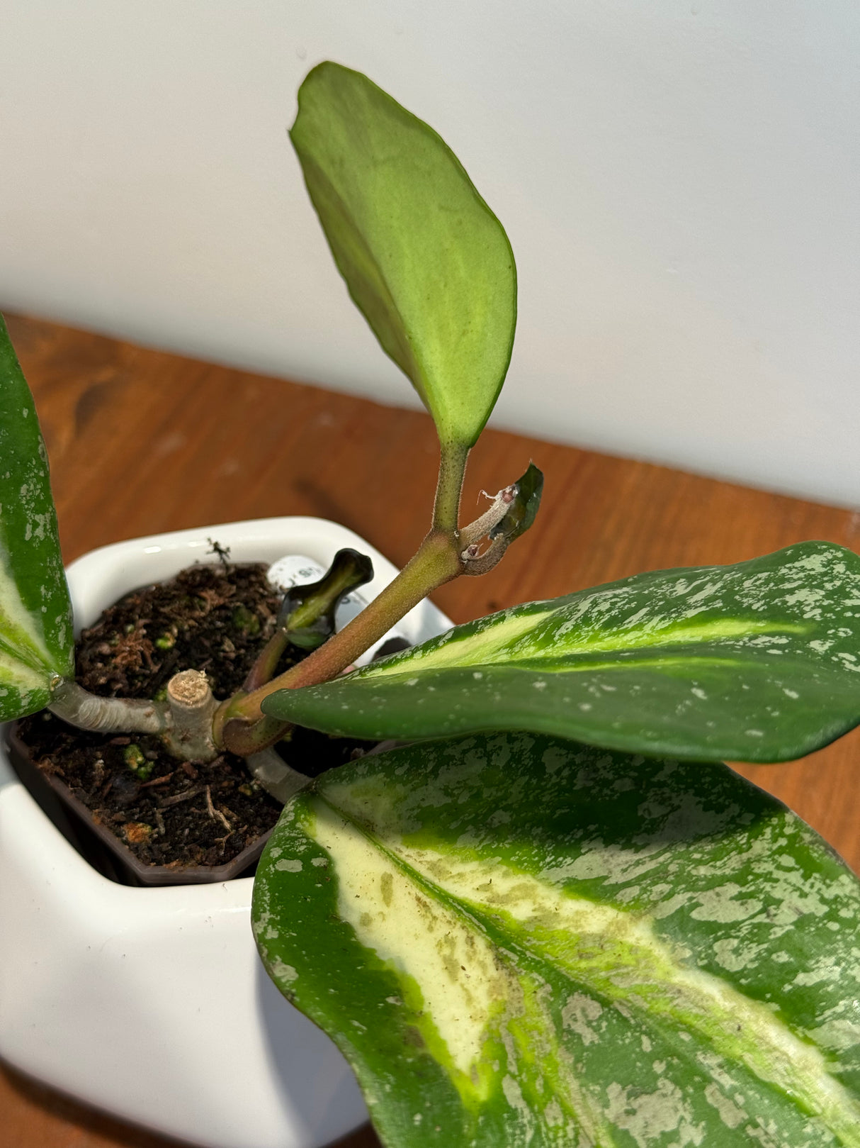 B-627 obovata (variegated)