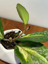B-627 obovata (variegated)