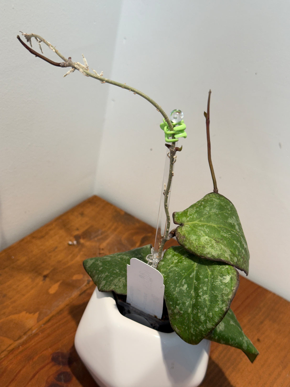 B-421 imbricata x purpureofusca