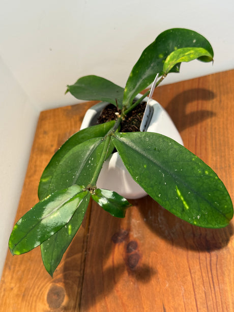 A-741 lobbii (Black)