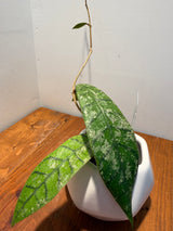 B-411 callistophylla ‘Blue Stone’