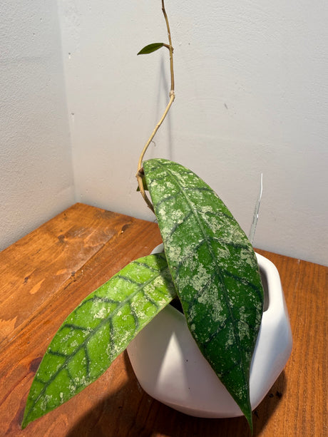 B-411 callistophylla ‘Blue Stone’
