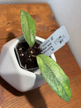 C-310 jita ‘Autumn Guava’ (silver, variegated)