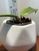 C-310 jita ‘Autumn Guava’ (silver, variegated)