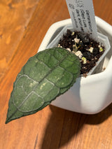 C-314 clemensiorum (Gayo Lues, dark, short leaf)