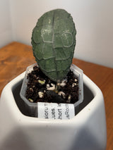 C-314 clemensiorum (Gayo Lues, dark, short leaf)