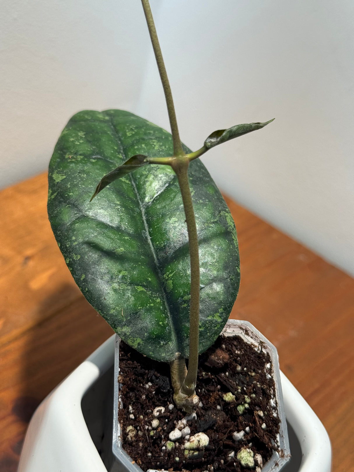 C-316 K11 NAPCa callistophylla x Forbesii (Tabalong)