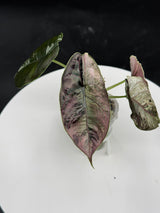 C-341 Pink Azlanii