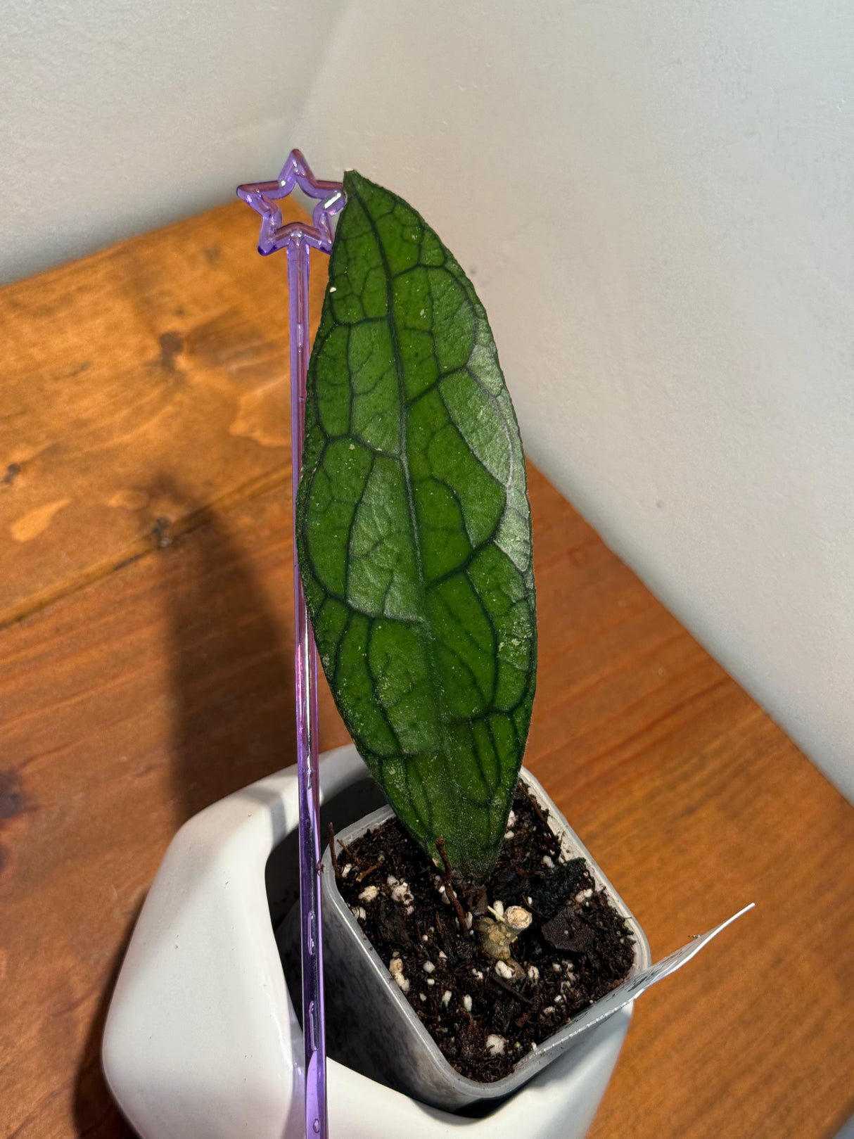 C-408 clemensorium (Gayo Lues)