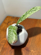 C-411 ‘Lorelai’