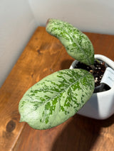 C-411 ‘Lorelai’