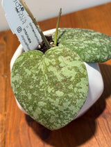 C-421 cinnamomifolia x imbricata