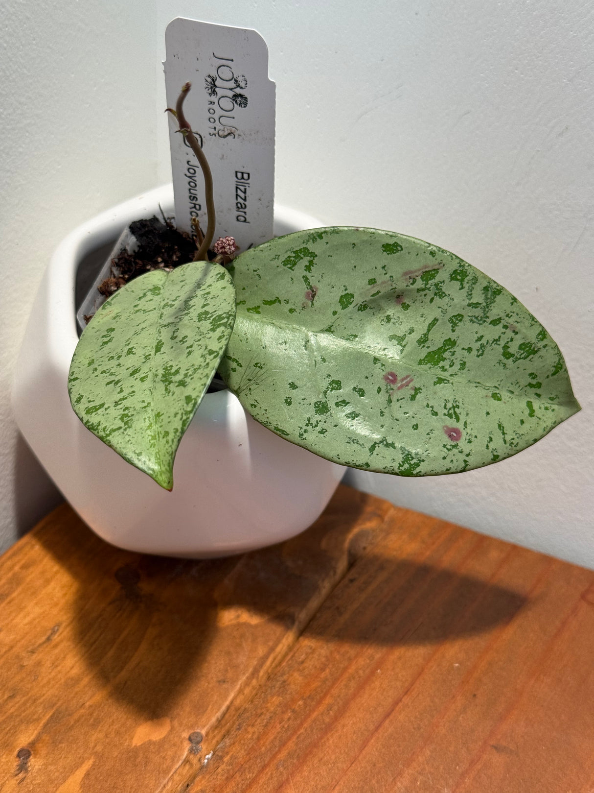 C-424 ‘Blizzard’  (Crassipetiolata x Michele)