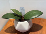 C-109 Ice023 x erythrina  (seed 6)