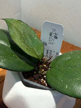 C-109 Ice023 x erythrina  (seed 6)