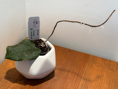 C-563 Verticillata x imbricata