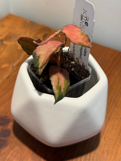 C-459 caudata (variegated)