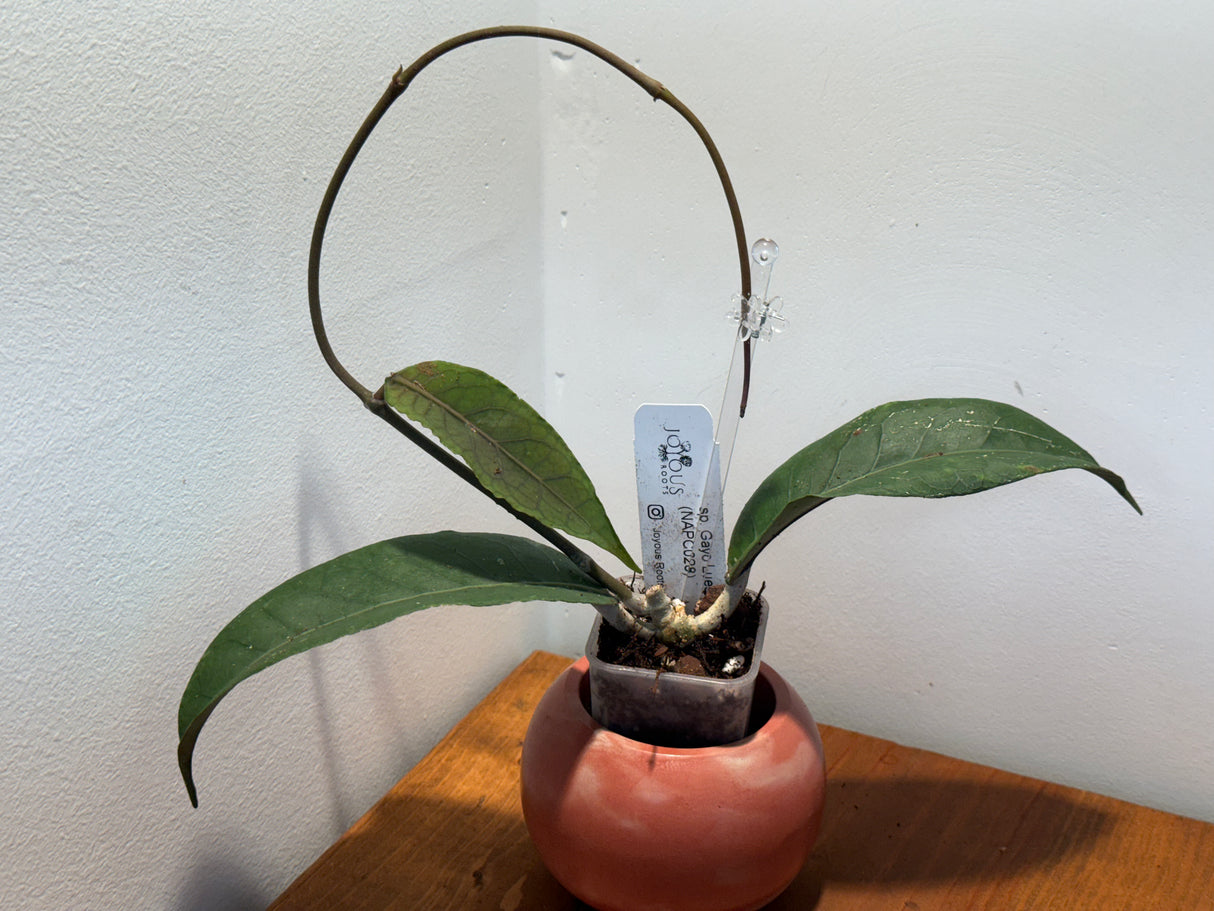B-882 sp. Gayo Lues (NAPC028)