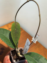 B-882 sp. Gayo Lues (NAPC028)