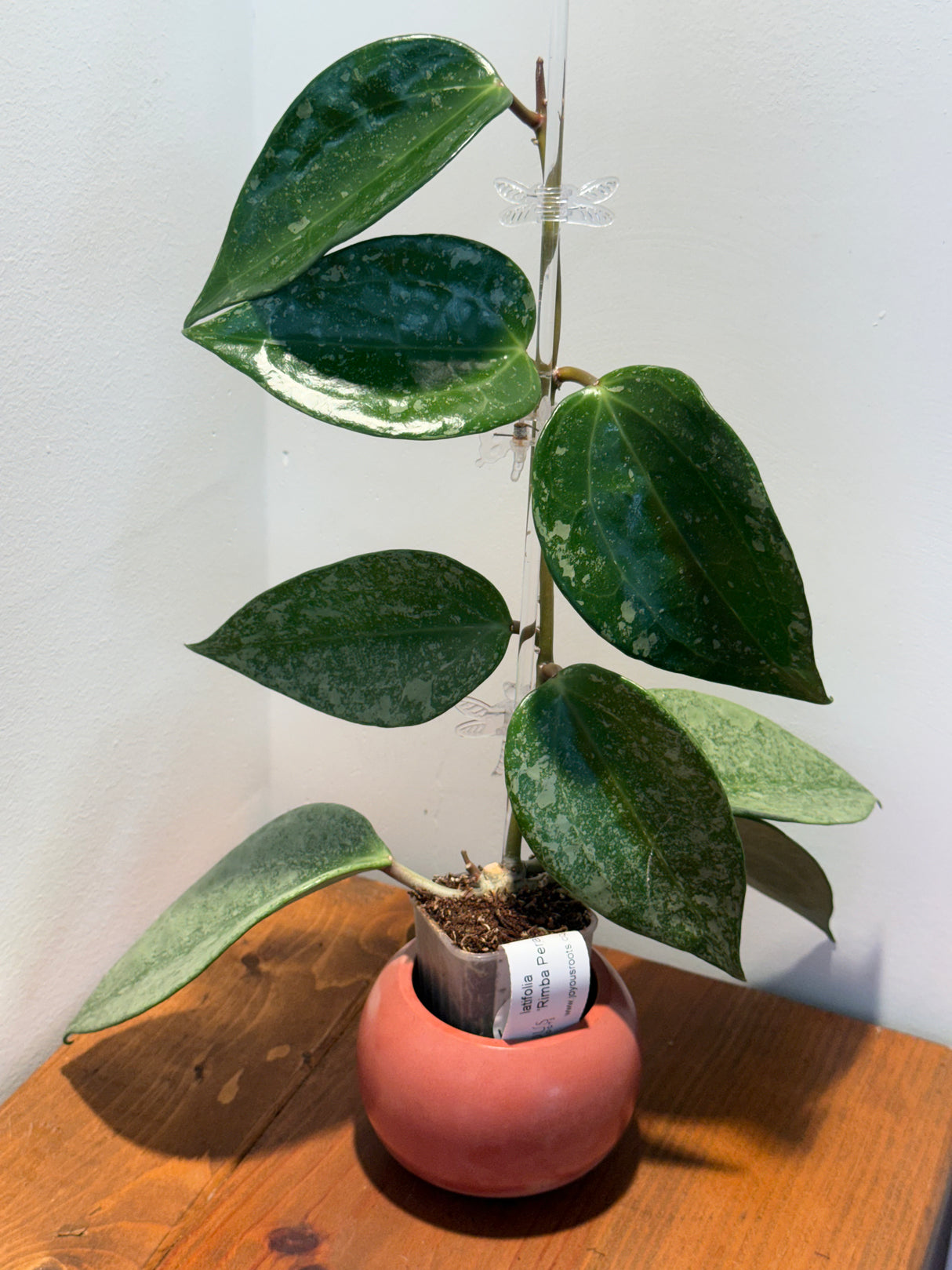 A-896 latifolia ‘Rimba Perak’
